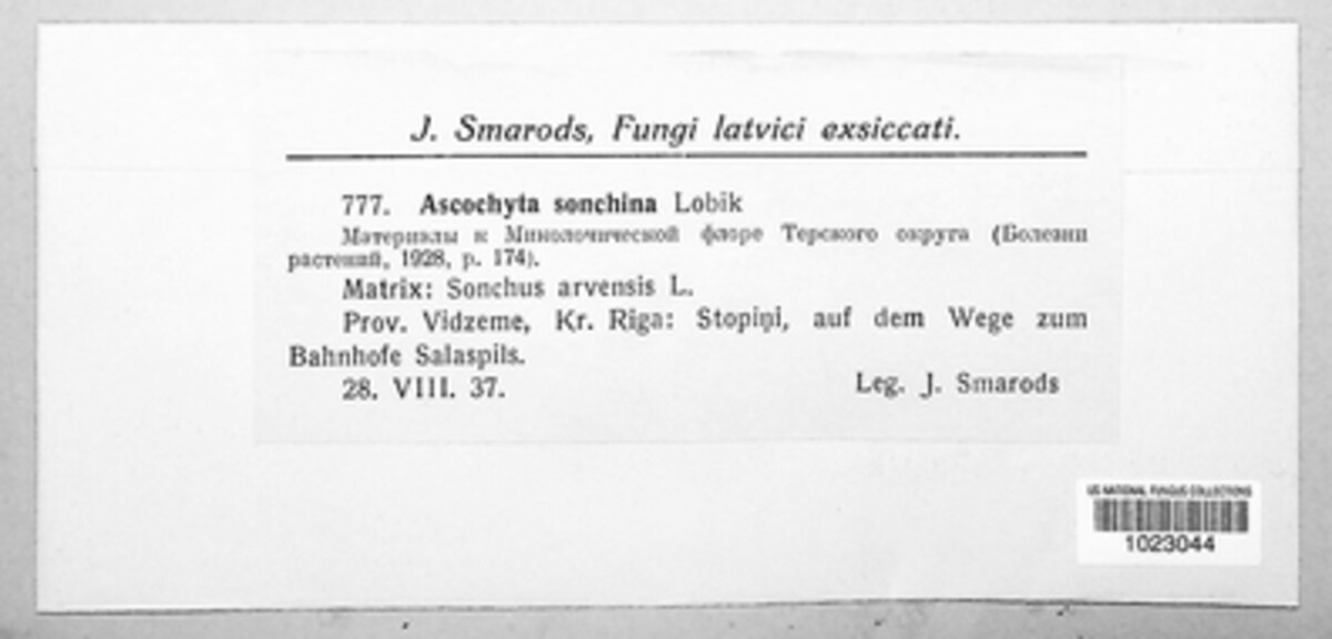 Ascochyta sonchina image